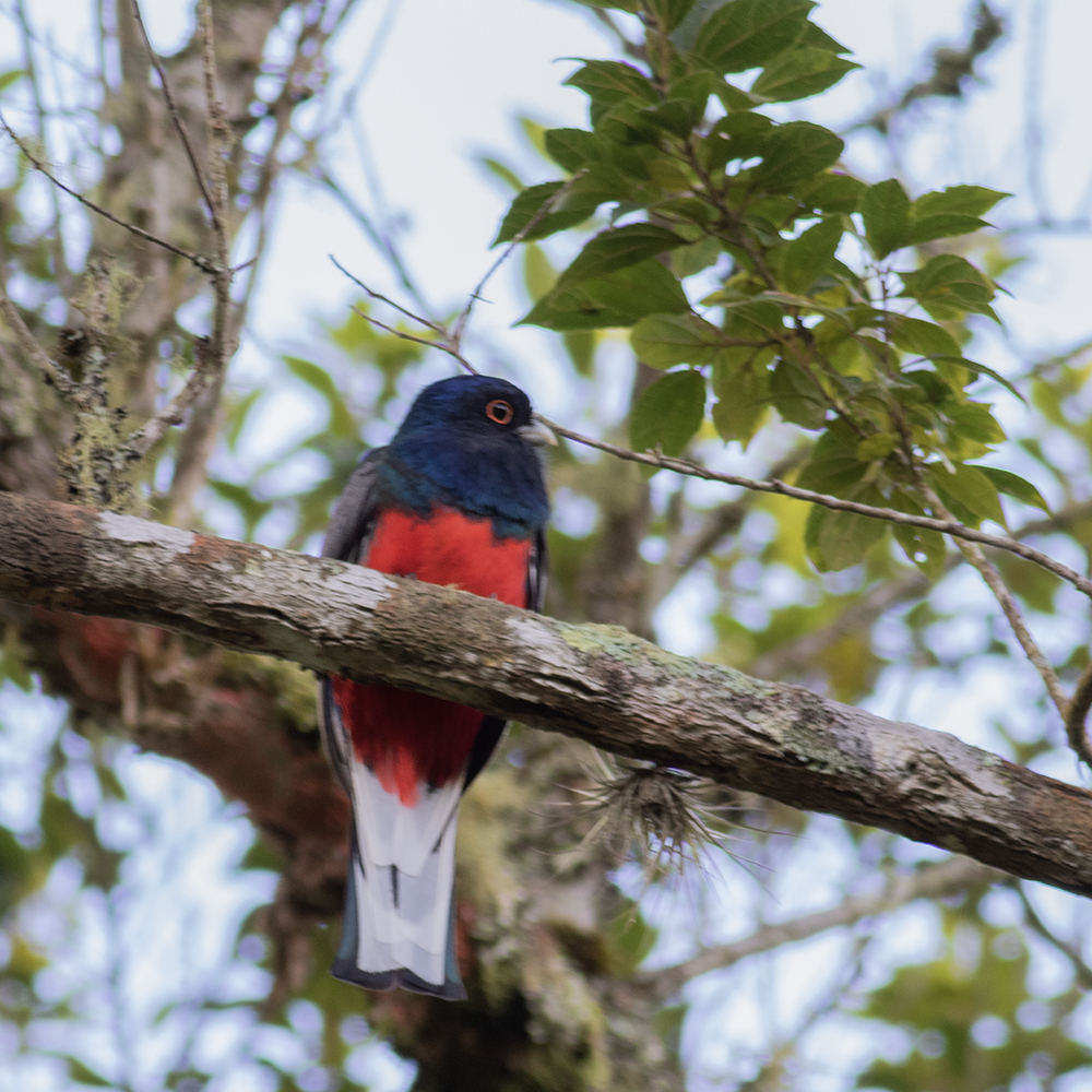 Surucua Trogon